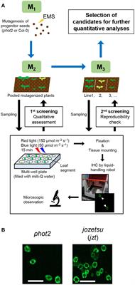 A novel semi-dominant mutation in brassinosteroid signaling kinase1 increases stomatal density